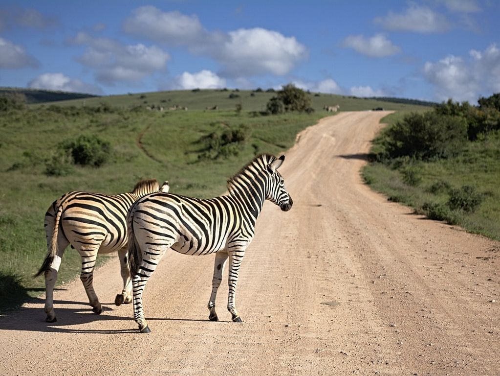 Kruger NP zebra's Zuid Afrika groepsrondreis 2